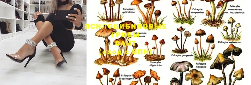 Псилоцибиновые грибы MAGIC MUSHROOMS  Бабушкин 